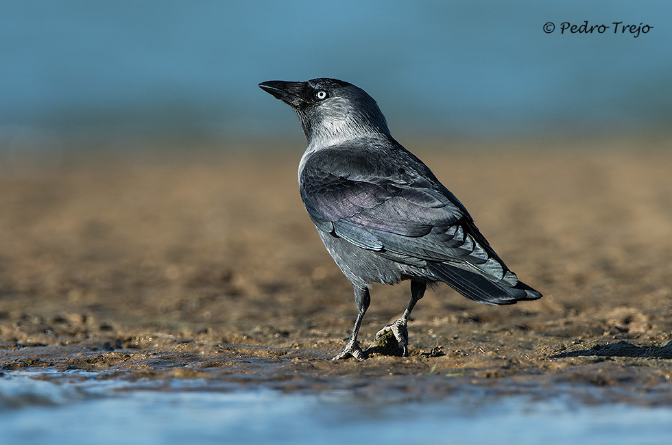 Grajilla (Corvus monedula)